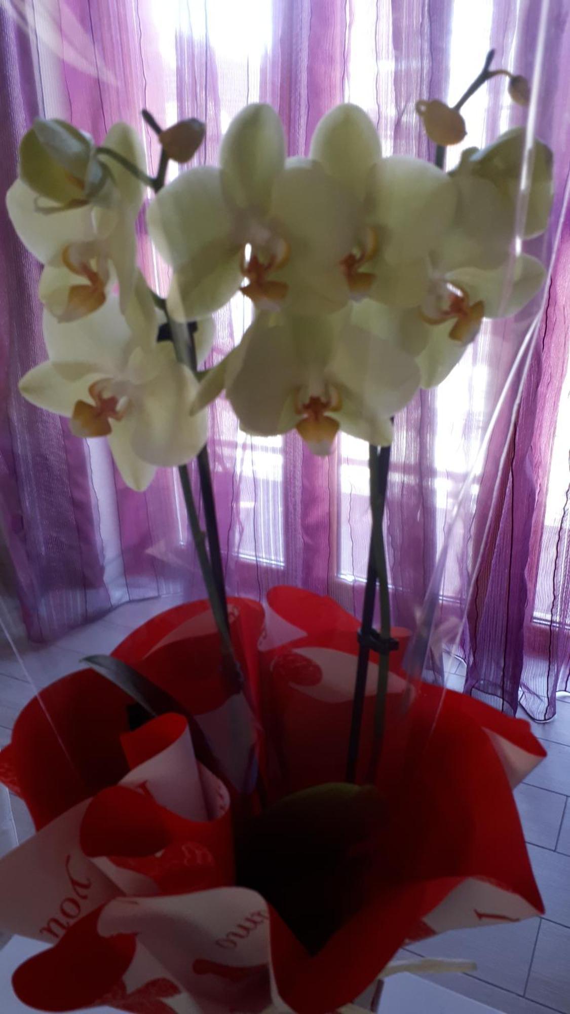 ホテル Casa Delle Orchidee アルバ 部屋 写真